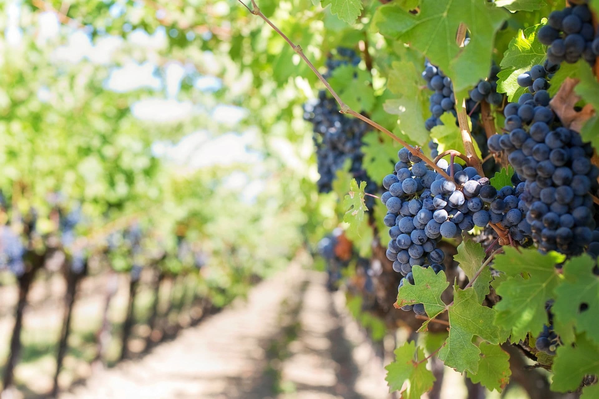 Opportunities to Export New Zealand Wine to Latin America