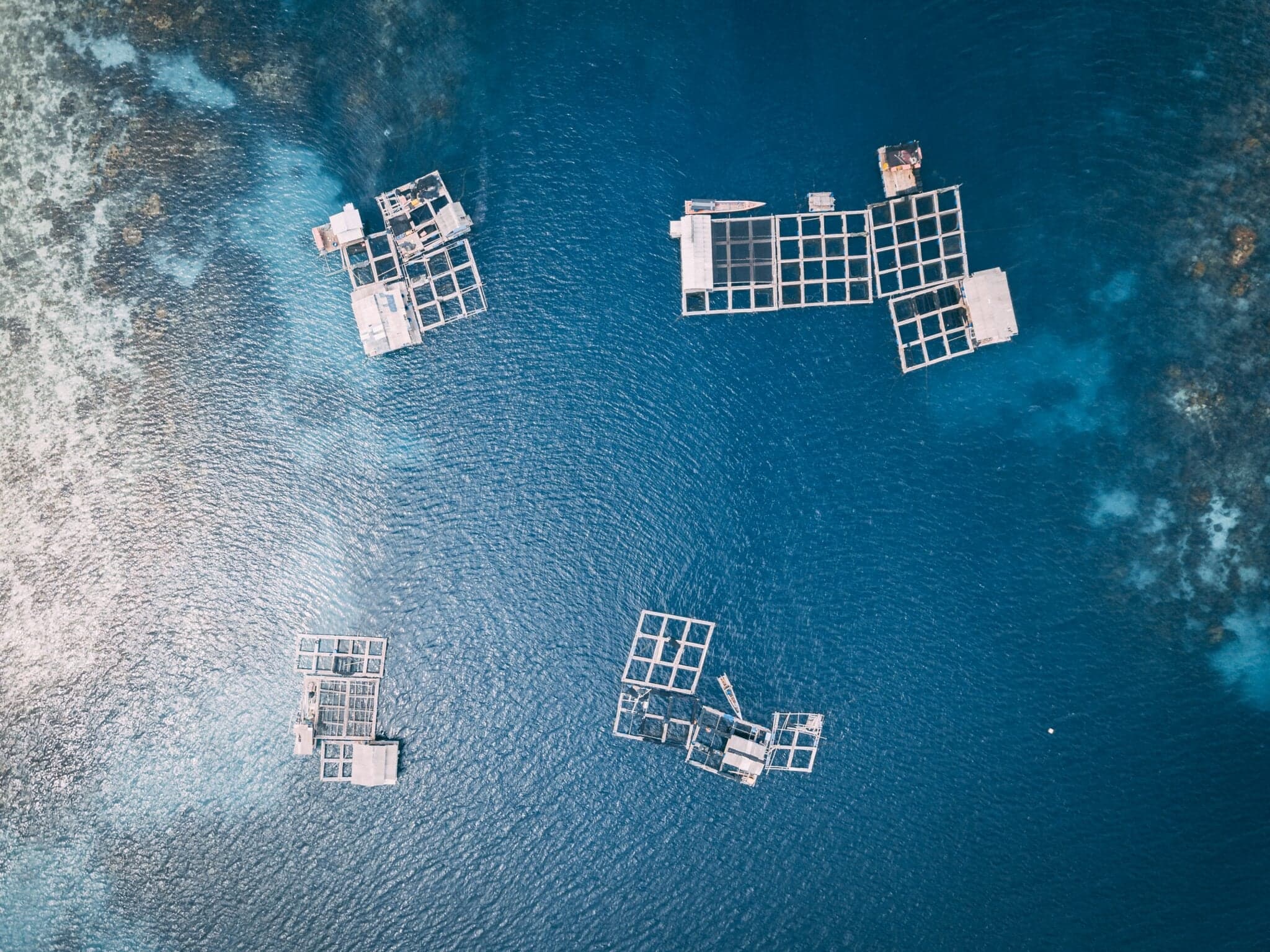 Business Opportunities for Aquaculture in Latin America