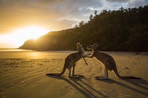Australia’s Growing Tourism Sector Hides a Wealth of Opportunities