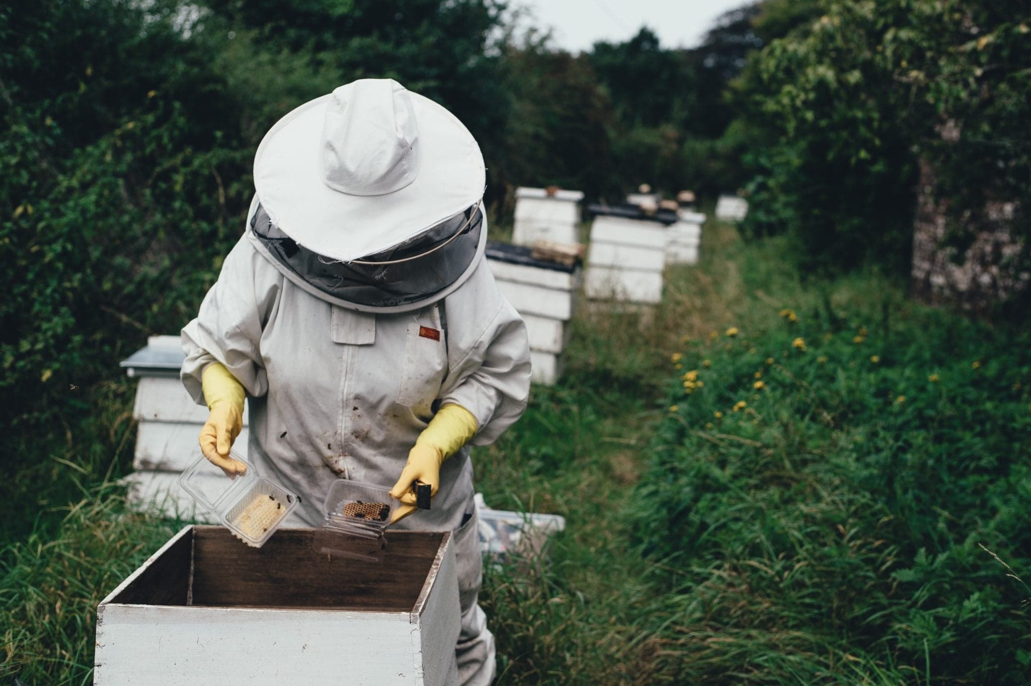 Overview of New Zealand and Latin American Honey Exports