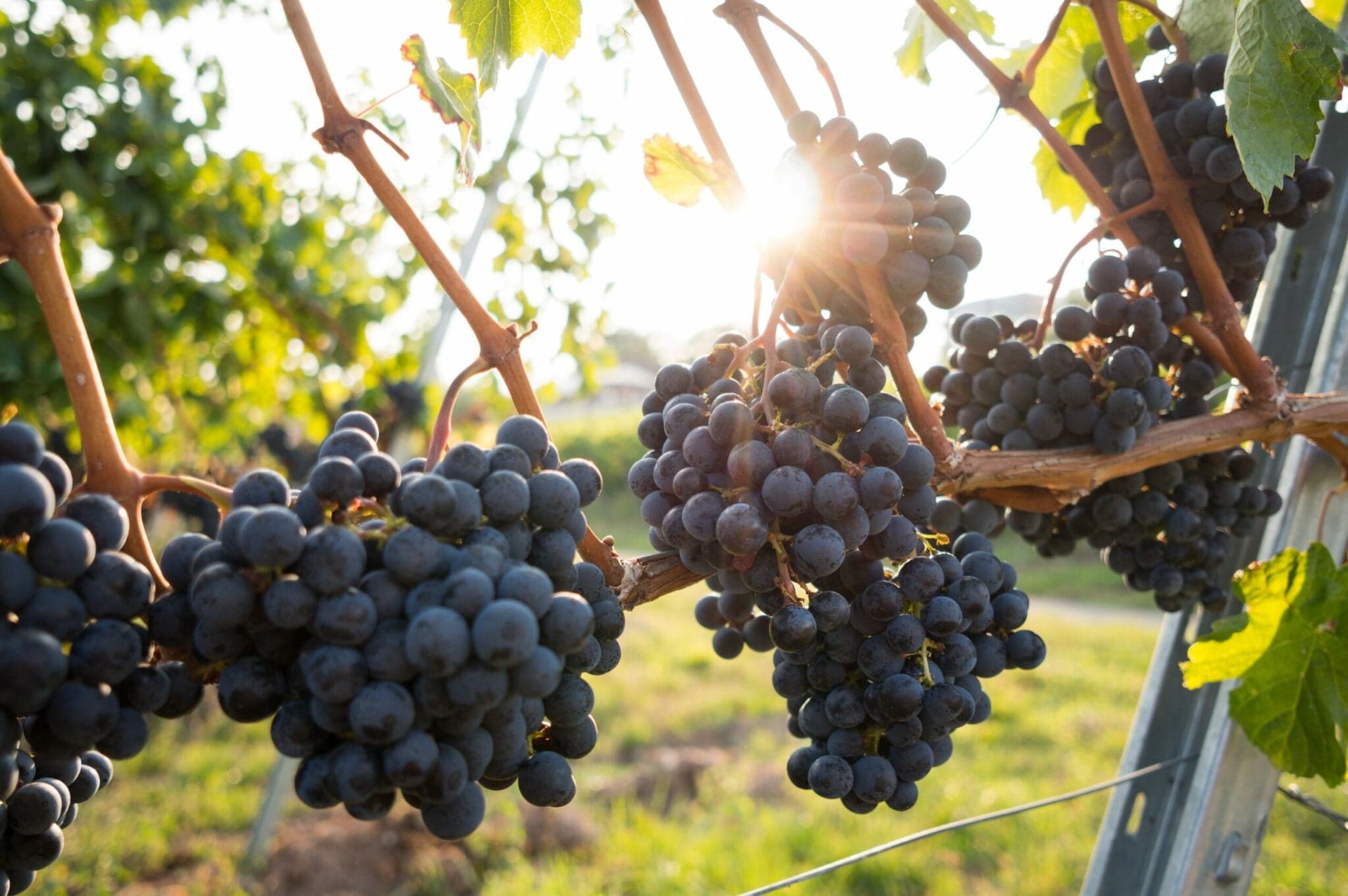 Innovation Boosts Australia’s Wine Industry