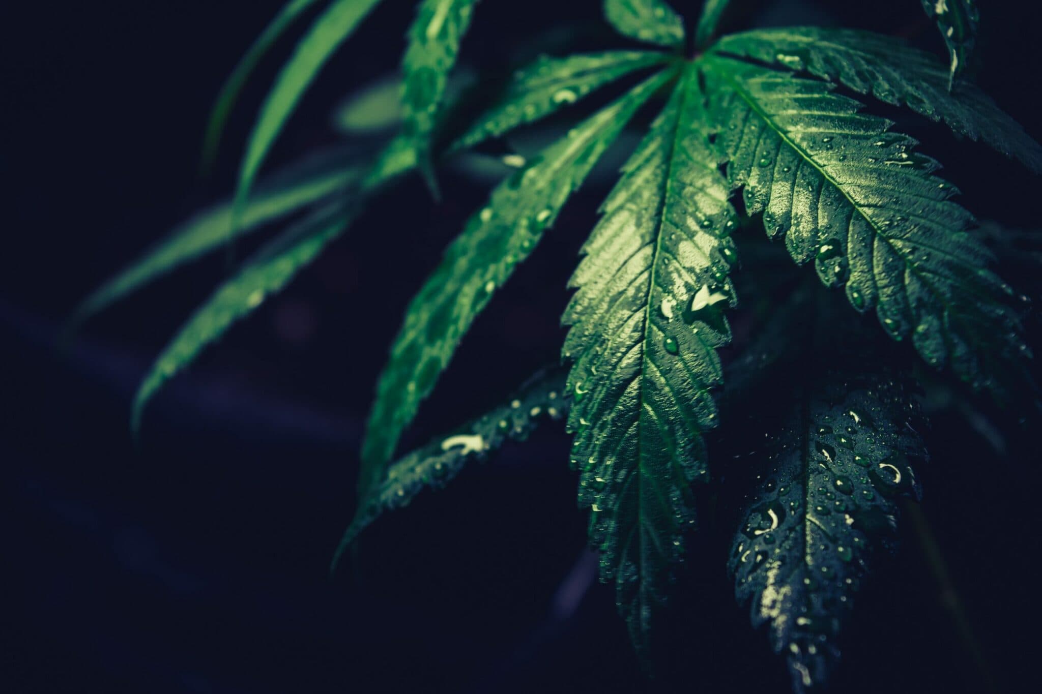 Medical Cannabis Regulations Across Latin America