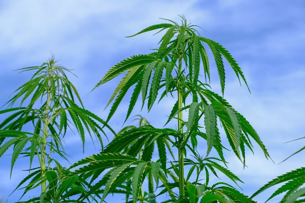 Peru’s New Cannabis Law Opens the Doors for Big Business