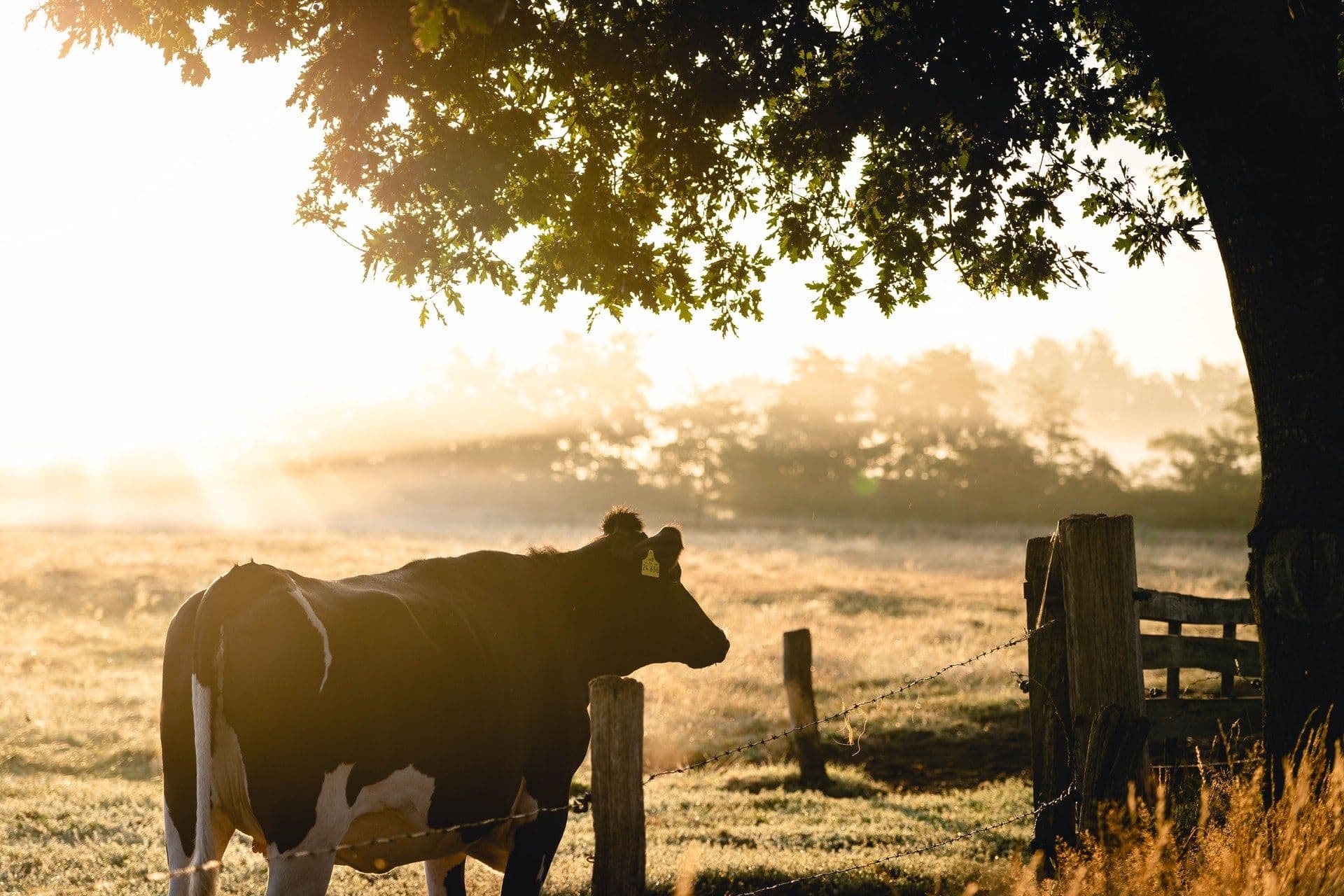 Javier Mata Shares Insights on Agricultural Trade Between Mexico, New Zealand and Australia