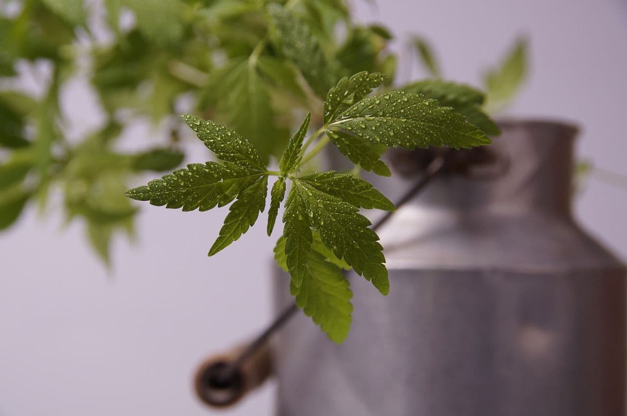 Mexican Cannabis Laws: Making Way for the Hemp Industry