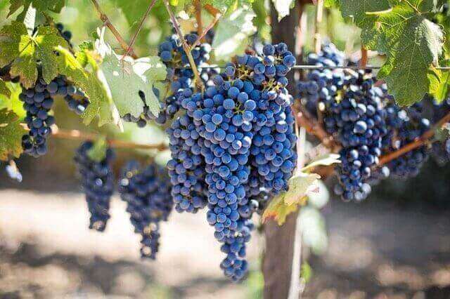 Importing and Exporting Chilean Wine to Mexico and Beyond, a Great Trading Opportunity
