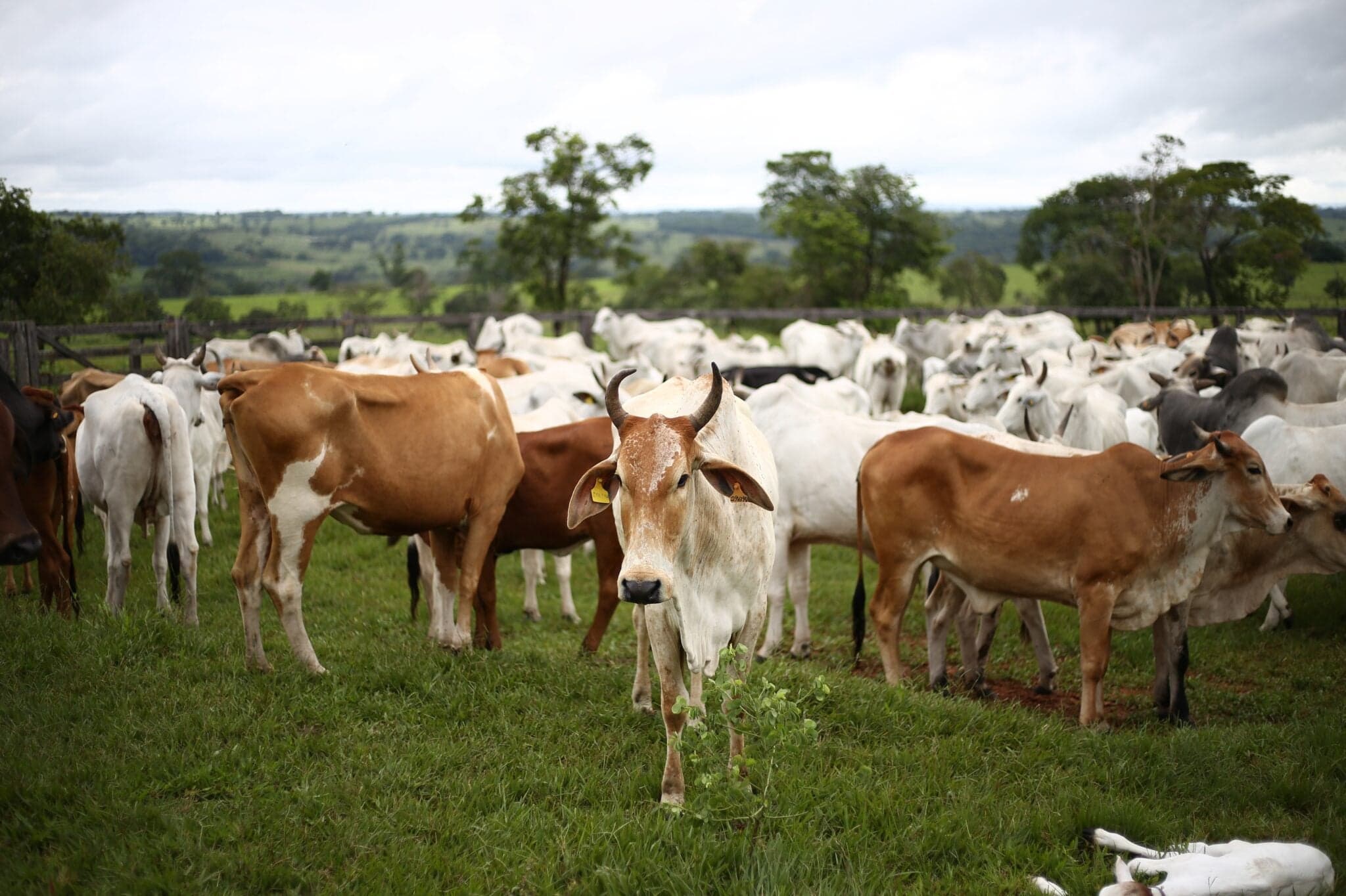 Uruguay Pioneers Carbon Neutral Meat in South America