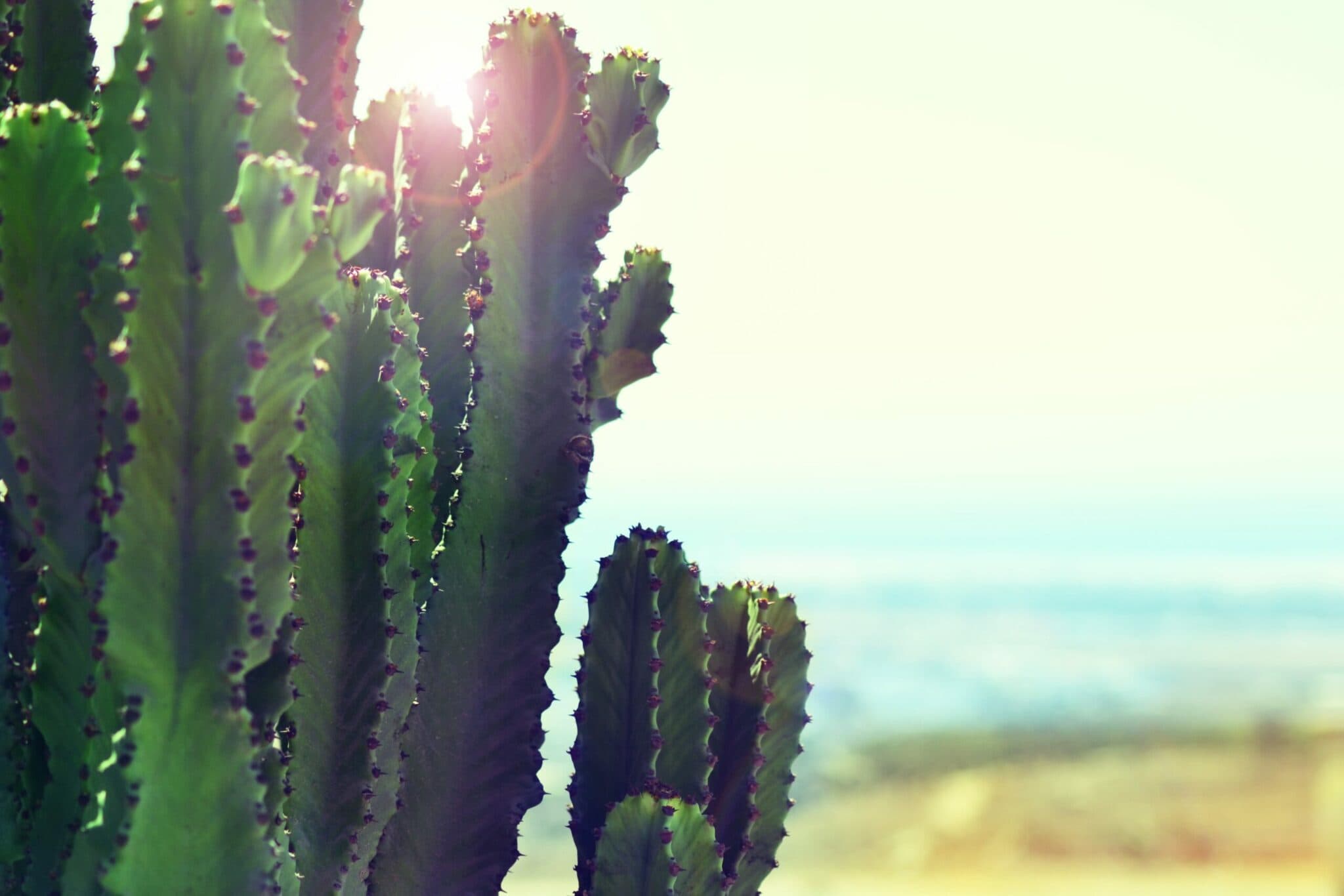 Patent Types for Your Commercial Idea in Mexico
