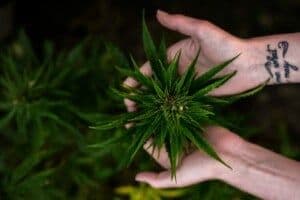 Peru Marijuana Laws Update: Safety Guidelines Approved