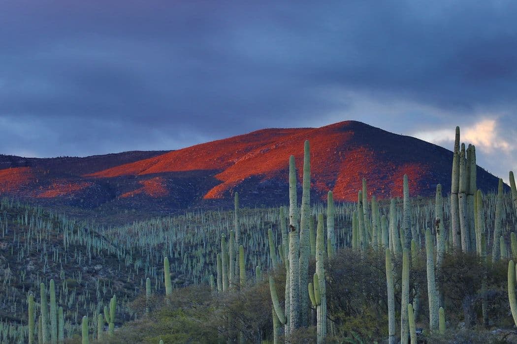 4 Billion-Dollar Products Driving Record Mexico Exports