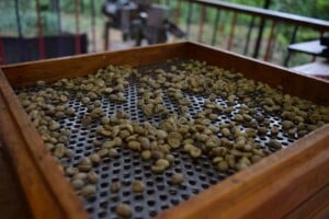 Invest Colombian Coffee