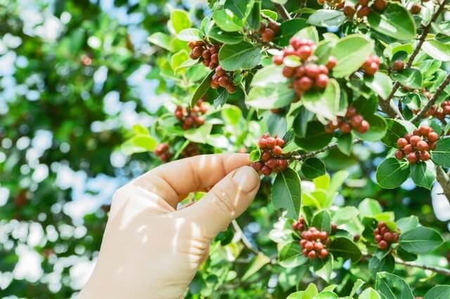 Coffee Production