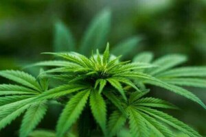 Mexico Cannabis Legalisation Business Opportunities