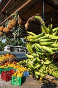 ¿Cómo incorporar una empresa de exportación de bananas en Ecuador?