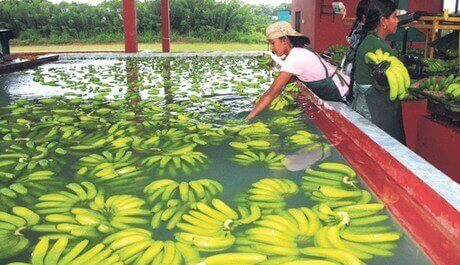Ecuador exportar bananas
