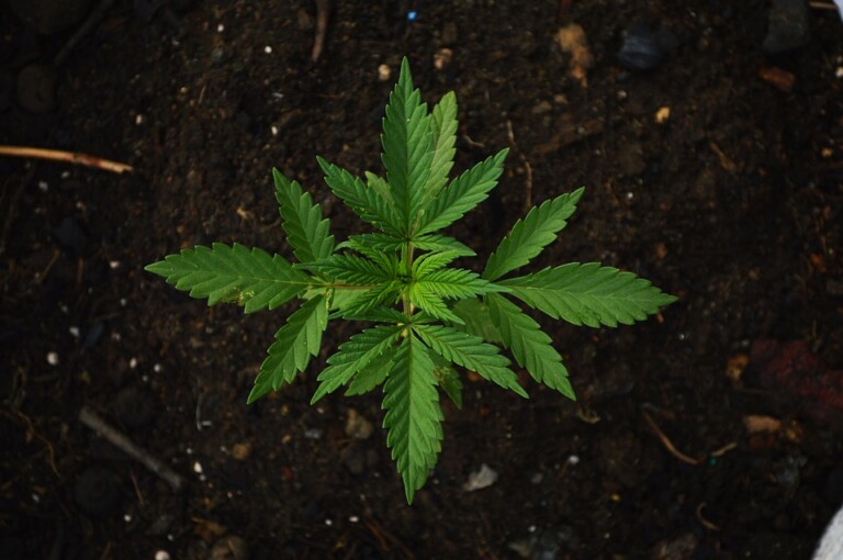 colombia cannabis medicinal sector