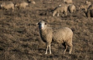 oveja importada de Nueva a México