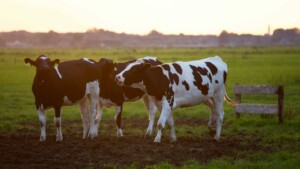 vacas importadas de nueva zelanda a mexico