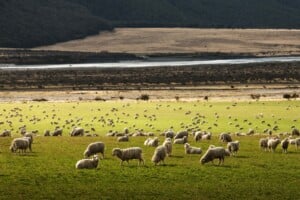Sheep on a farm in New Zealand