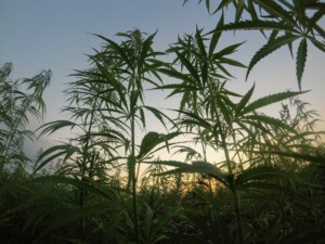 mexico cannabis production