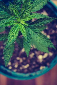 Peru cannabis law reform