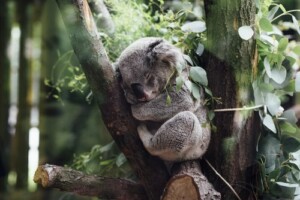 Australian tourism performance