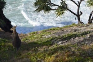 Australian ecotourism