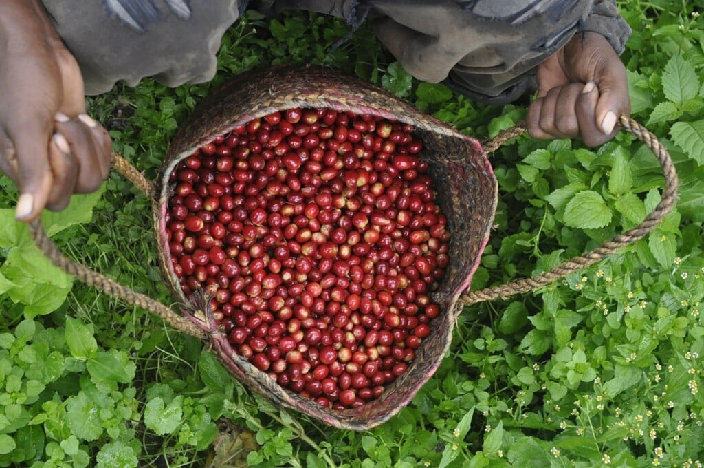 bolsa de granos de cafe agrinegocios brasil