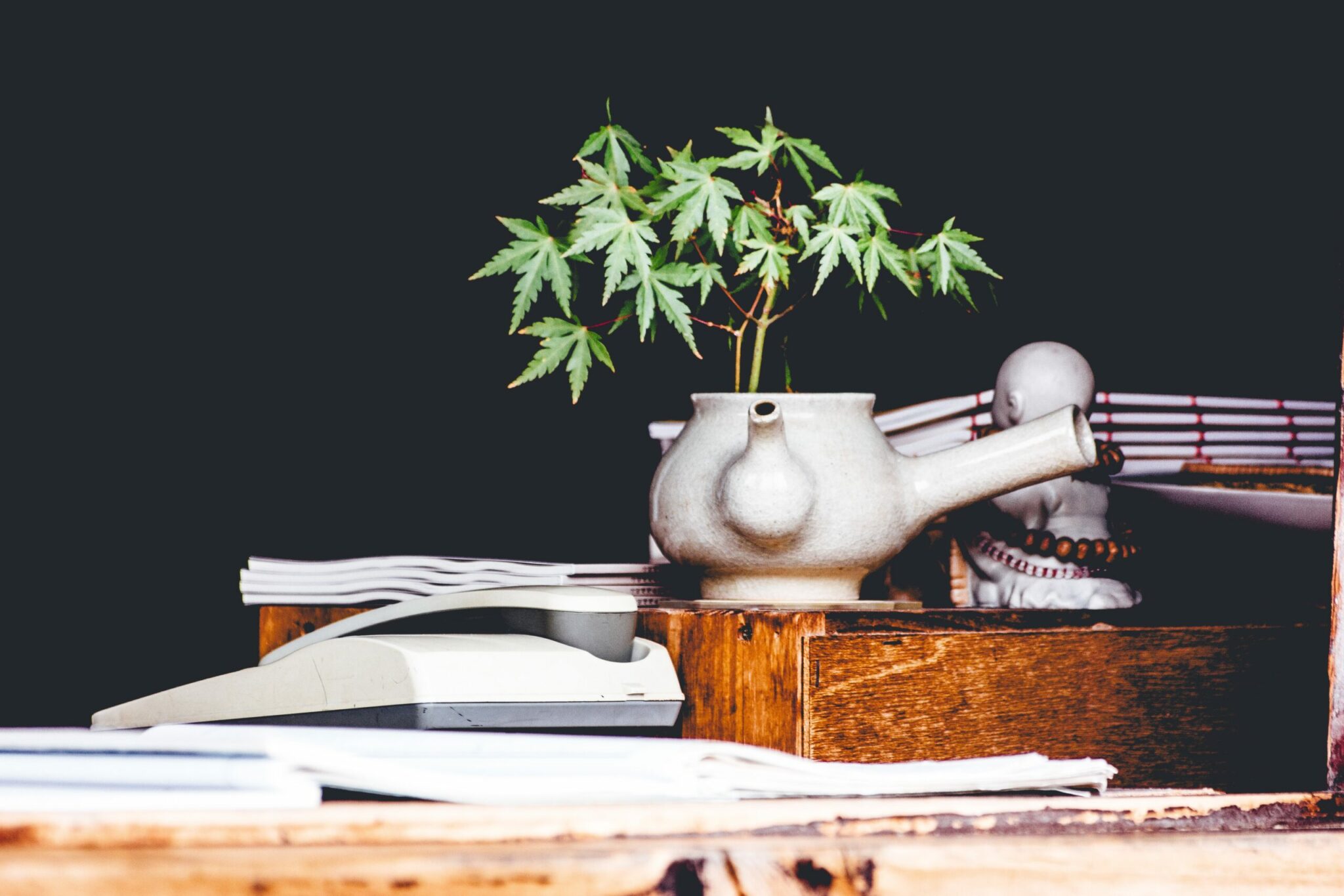 Cannabis in a pot plant