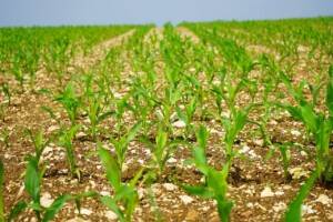 Cornfield agriculture