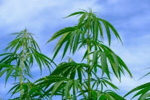 Paraguay cannabis