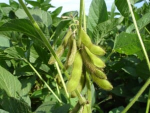 Soybean