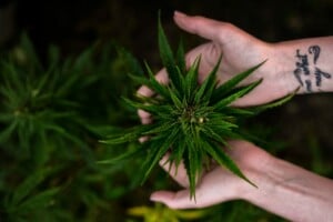 Planta de marijuana aprovada por la leyes de marihuana de Perú