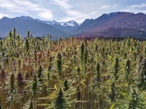 Tierras fértiles producción de cannabis en Ecuador