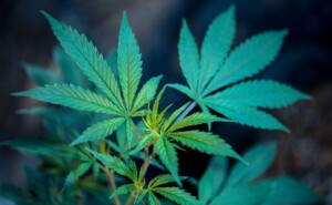 Uruguay cannabis legalization