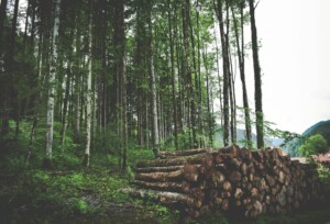 Uruguay forestry top export