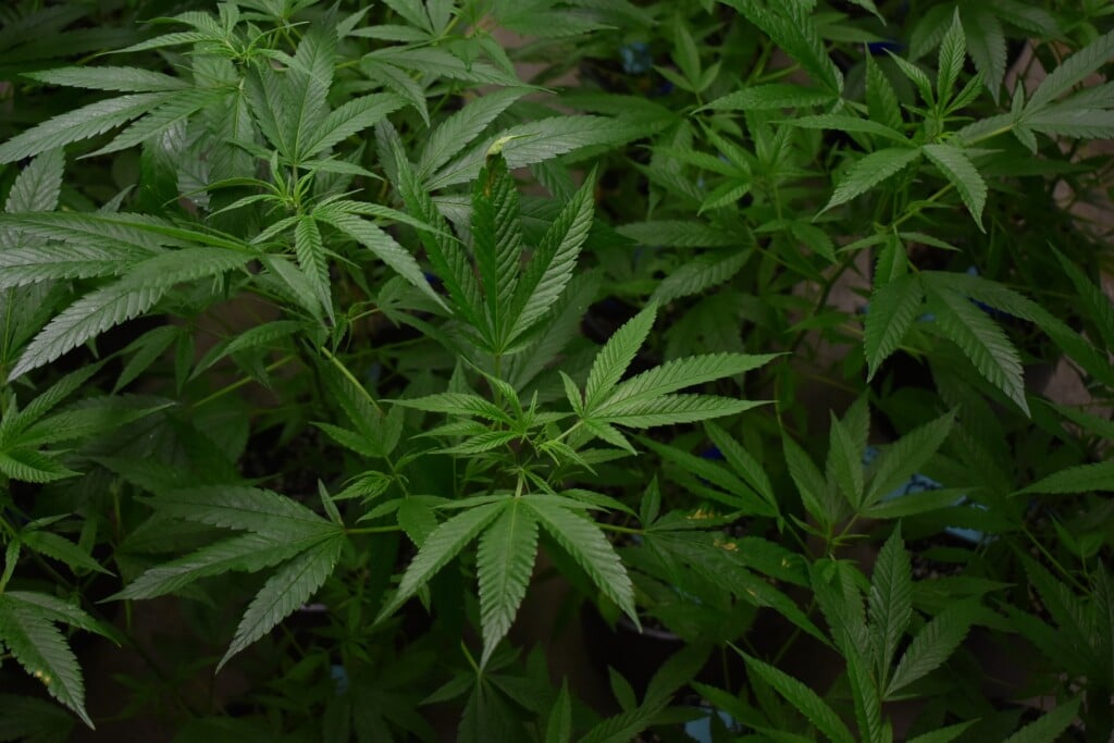 cannabis production in Peru