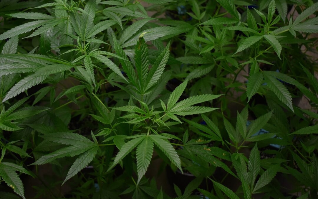 Actualización De Las Leyes De La Marihuana De México Para Negocios