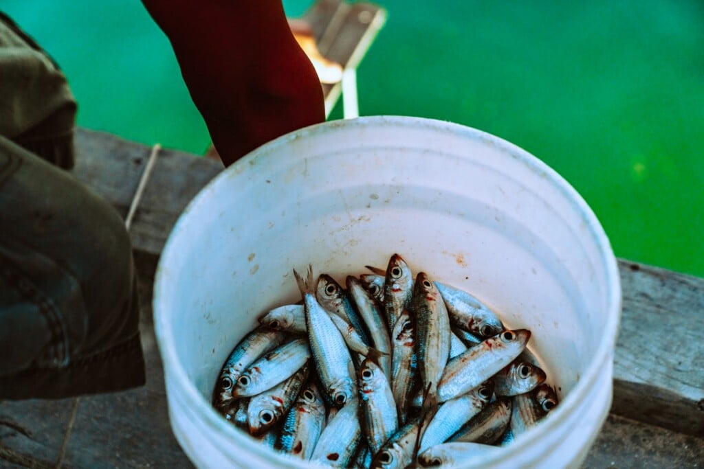 Import and export regulations in Belize allow fish to be exported with an export license