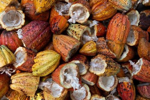 A photo of cacao, which offers opportunities to investors interested in Peru agriculture