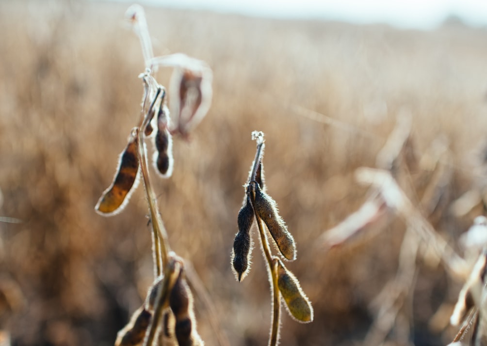 Soybeans ready for harvest. Soybeans are a major Brazilian agriculture product for the export market