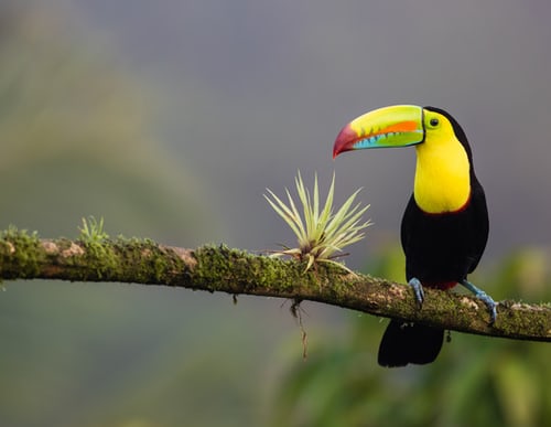 Un tucán, uno de los muchos animales asombrosos que se encuentran en Costa Rica, donde es posible que desee contratar personal a través de una PEO
