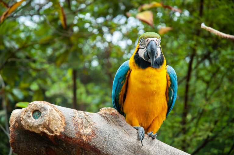 Imagen de una Guacamaya, que representa uno de los atractivos turísticos que mejora la economía de Ecuador.