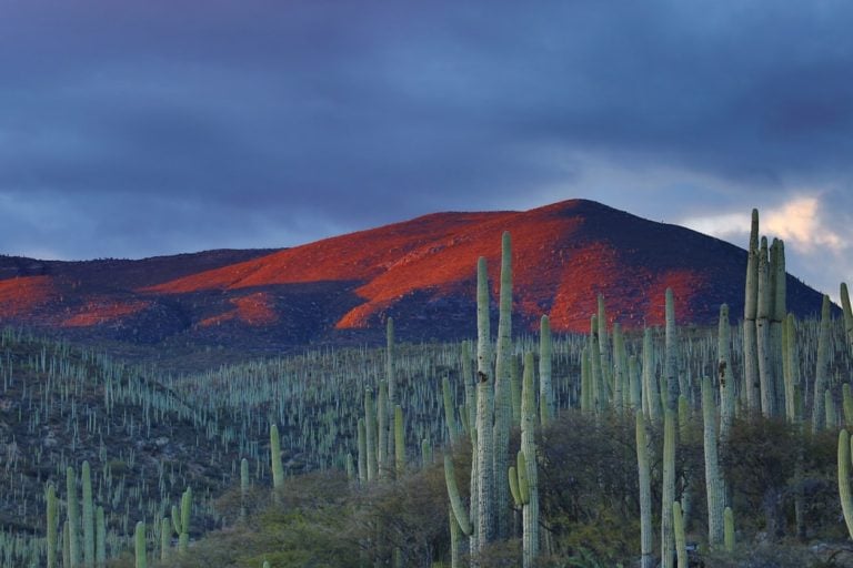 Mexico exports article main image of Mexican nature