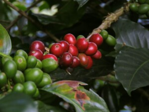 Colombia Coffee region and production