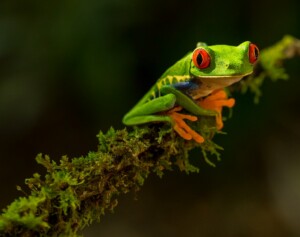 Invertir en Costa Rica imagen principal de una rana con ojos rojos