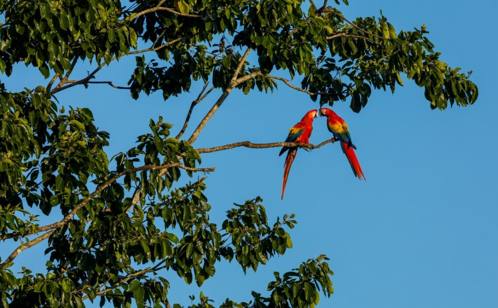 Scarlet macaws in Costa Rica, where the first meeting of the Caribbean Triangle was held