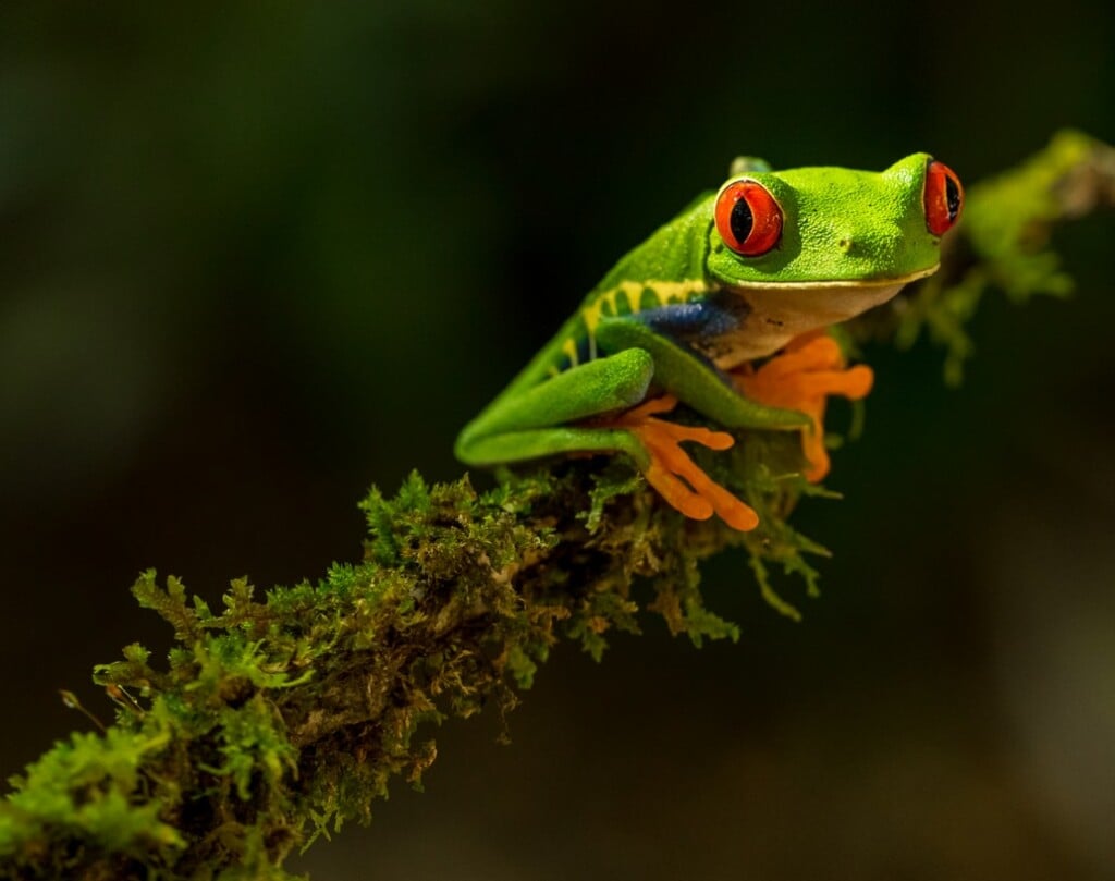 Invest in Costa Rica red-eyed tree frog