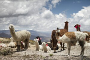 Trademark registration in Peru - main image of alpacas