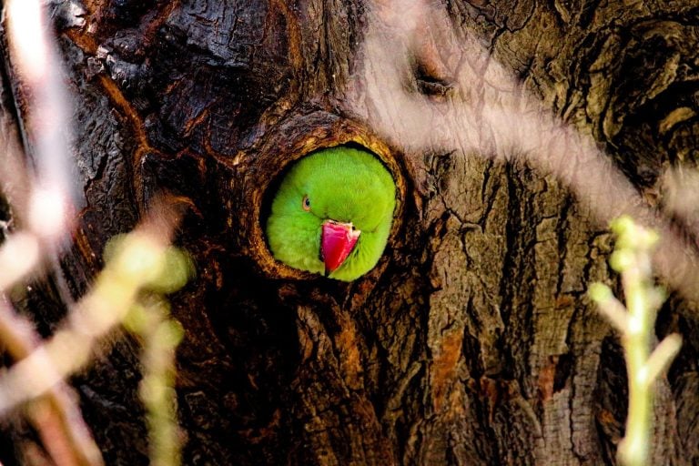 Invest in Paraguay parrot photo